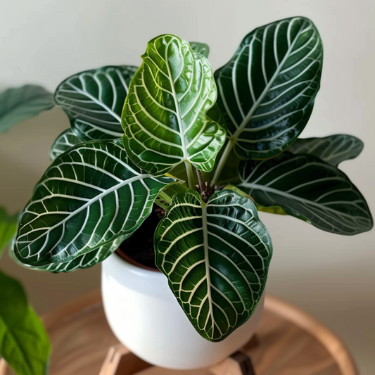 Zebra Plant - Aphelandra squarrosa 'Botanica' - Height 25-45cm - ⌀13cm