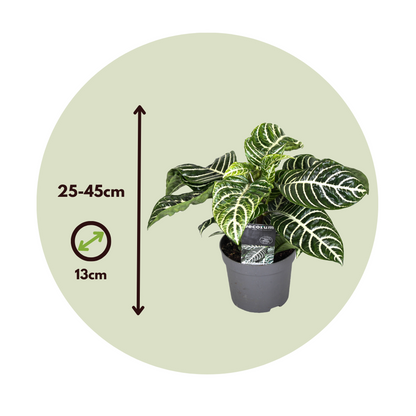Zebra Plant - 4 pcs. - Aphelandra squarrosa 'Botanica' - Height 25-45cm - ⌀13cm
