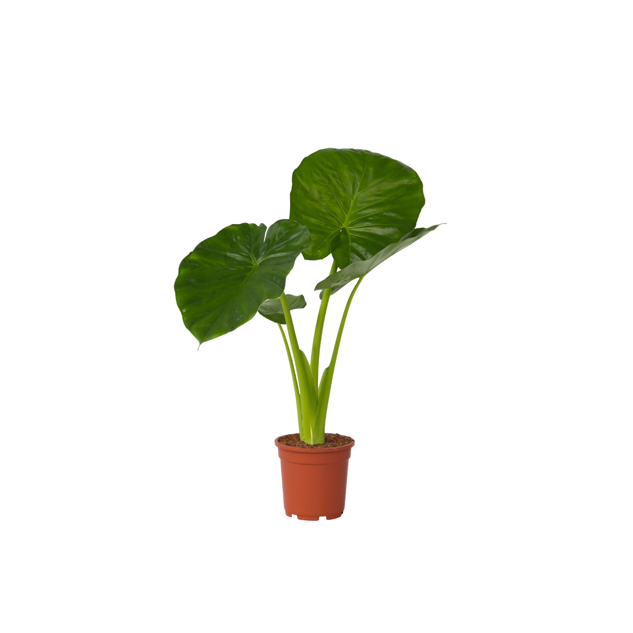 Elephant's Ear - Alocasia 'Odora' - Height 55-75cm - ⌀17cm