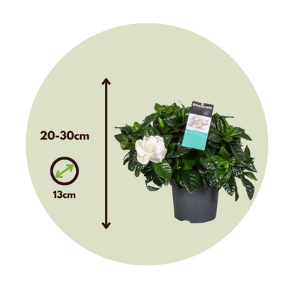 Cape Jasmine - 2 pcs. - Gardenia jasminoides - Height 20-30cm - ⌀13cm