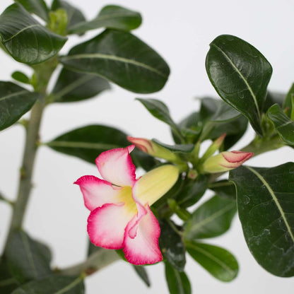 Desert rose - 2 pcs. - Adenium obesum - Height 30-45cm - ⌀13cm