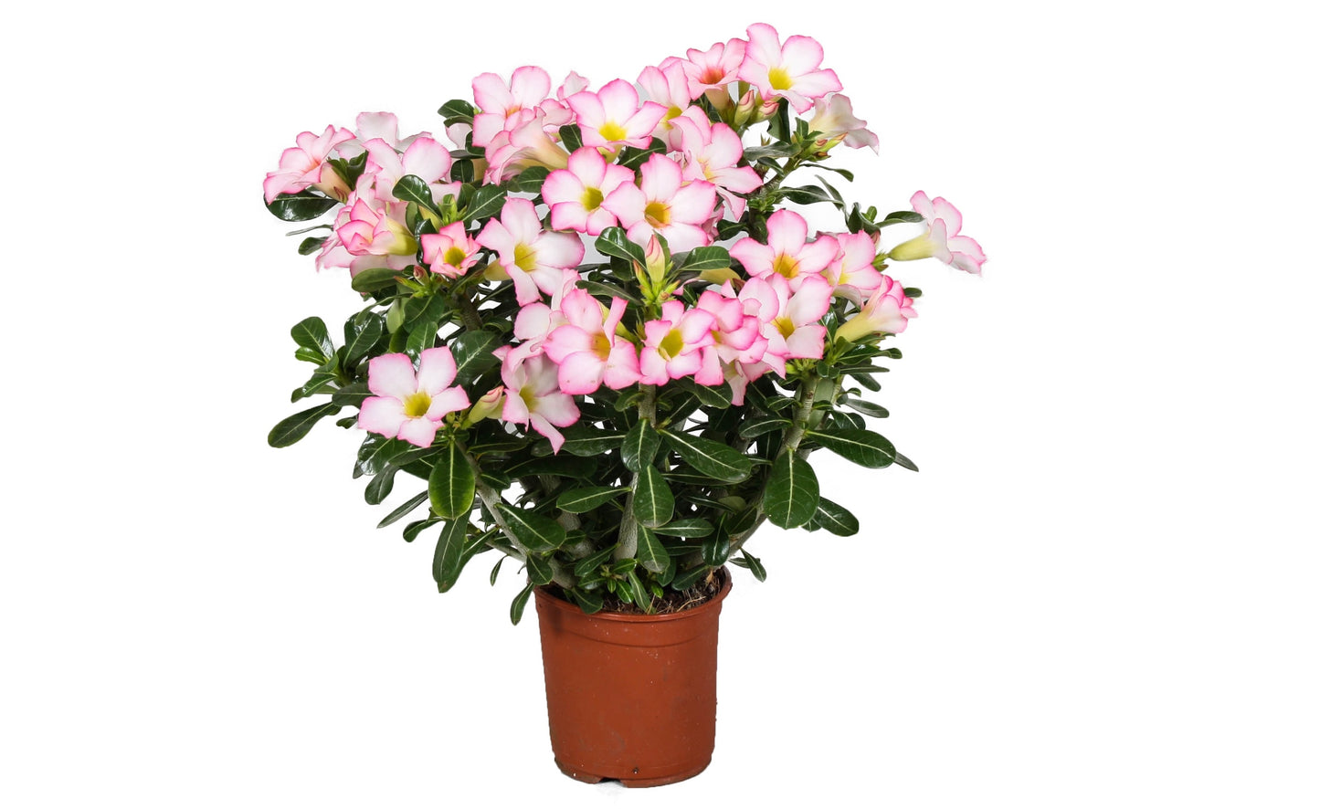 Desert rose - Adenium obesum 'Pink Star' - Height 30-50cm - ⌀14cm