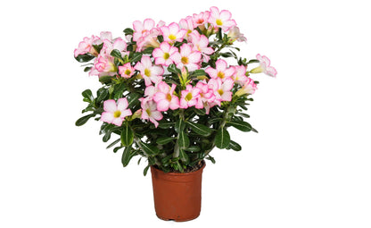 Desert rose - Adenium obesum 'Pink Star' - Height 30-50cm - ⌀14cm
