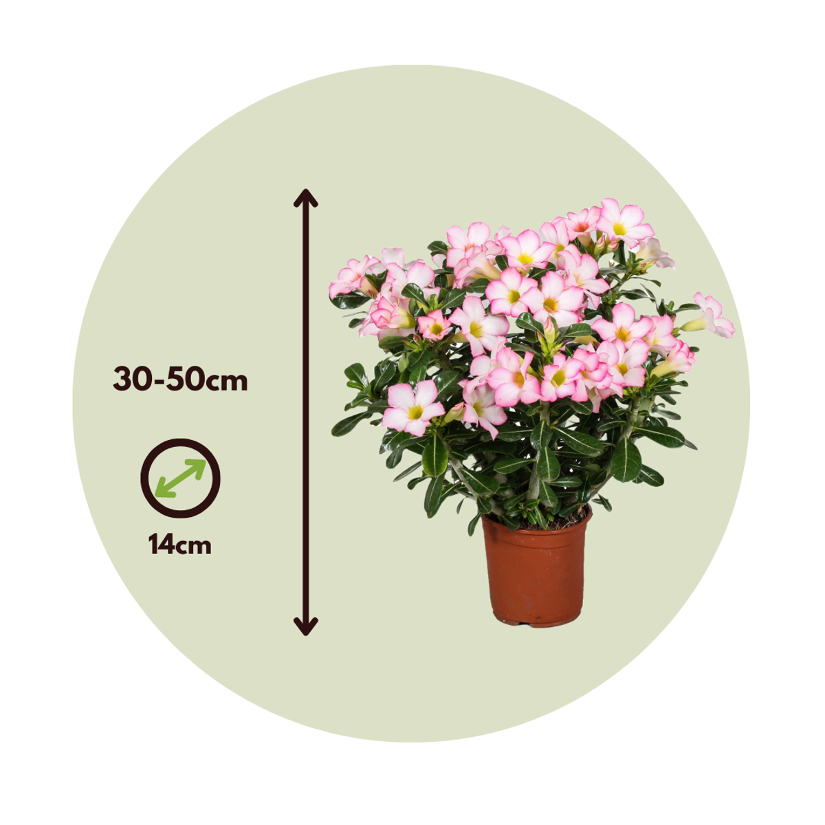 Desert rose - 2 pcs. - Adenium obesum 'Pink Star' - Height 30-50cm - ⌀14cm