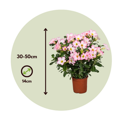 Desert rose - 2 pcs. - Adenium obesum 'Pink Star' - Height 30-50cm - ⌀14cm