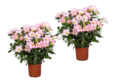 Desert rose - 2 pcs. - Adenium obesum 'Pink Star' - Height 30-50cm - ⌀14cm