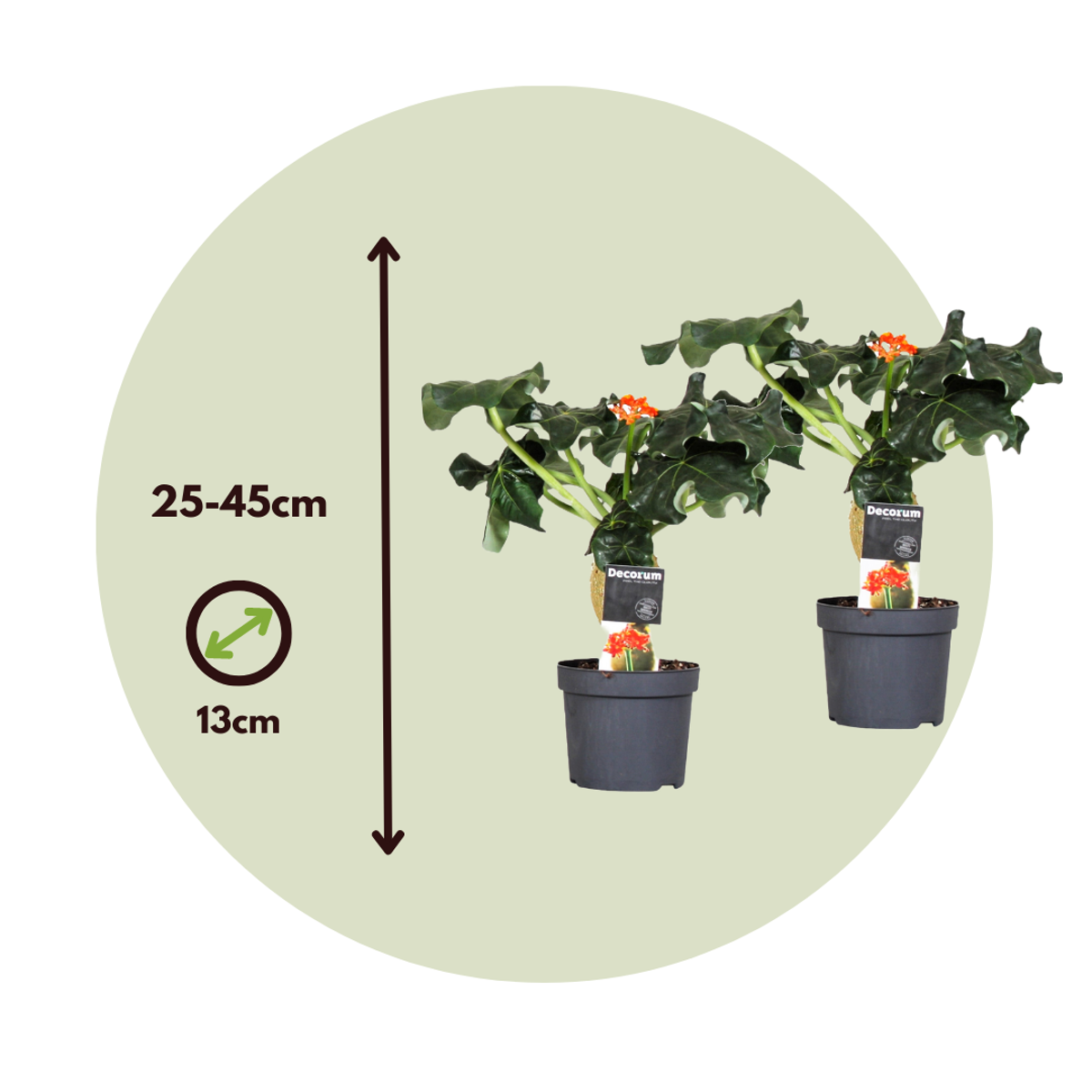 Buddha belly - 2 pcs. - Jatropha podagrica - Height 25-45cm - ⌀13cm