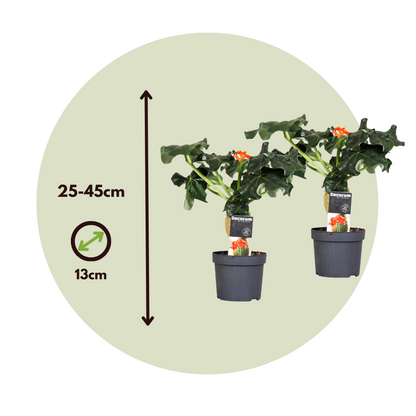 Buddha belly - 2 pcs. - Jatropha podagrica - Height 25-45cm - ⌀13cm