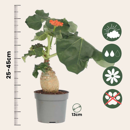 Buddha belly - 2 pcs. - Jatropha podagrica - Height 25-45cm - ⌀13cm