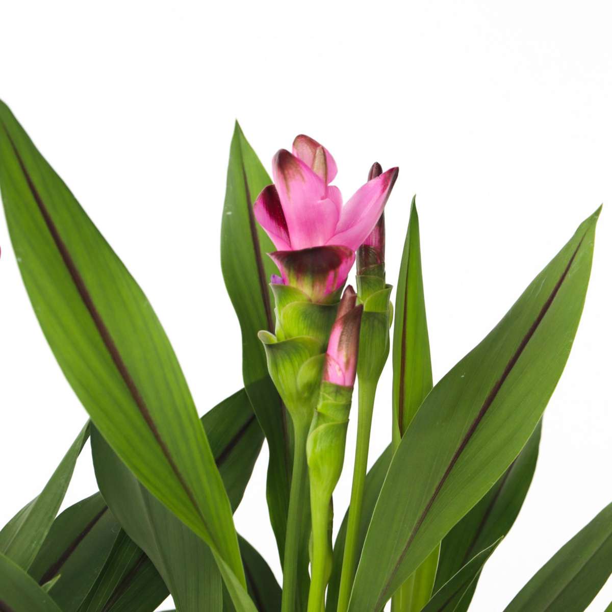 Siamese tulip turmeric - Curcuma 'Siam Splash' - Pink - H40-60cm - ⌀13cm