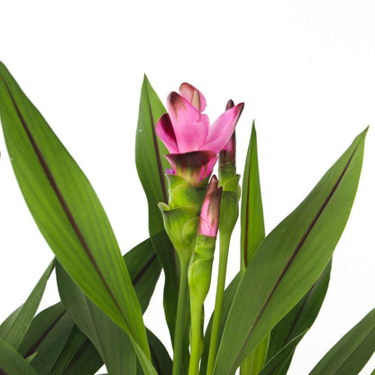Siamese tulip turmeric - Curcuma 'Siam Splash' - Pink - H40-60cm - ⌀13cm
