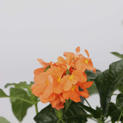 Firecracker Flower - 2 pcs. - Crossandra 'Fortuna' - Height 20-30cm - ⌀13cm