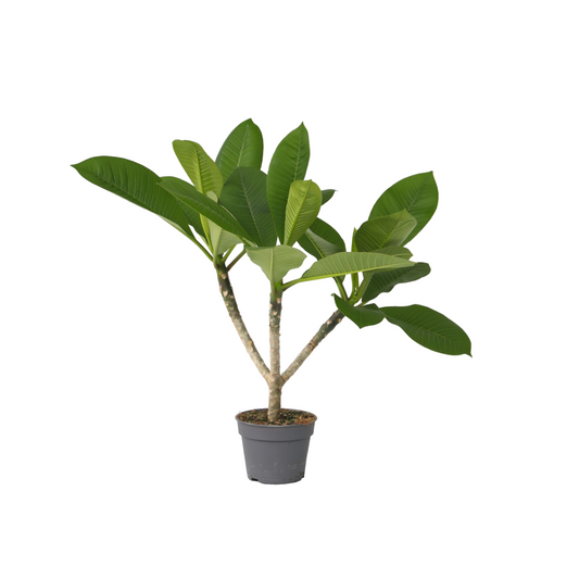 Frangipani - Plumeria rubra - Height 45-55cm - ⌀17cm