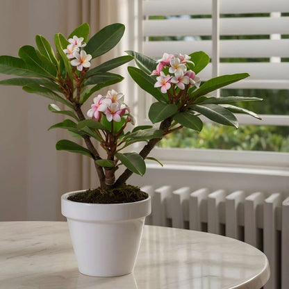 Frangipani - 2 pcs. - Plumeria rubra - Height 45-55cm - ⌀17cm