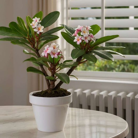 Frangipani - 2 pcs. - Plumeria rubra - Height 45-55cm - ⌀17cm