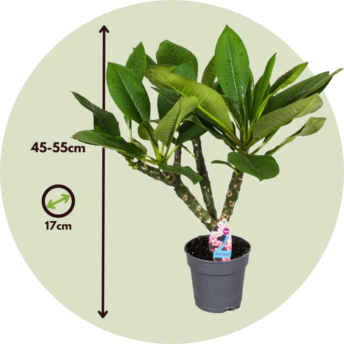 Frangipani - 2 pcs. - Plumeria rubra - Height 45-55cm - ⌀17cm
