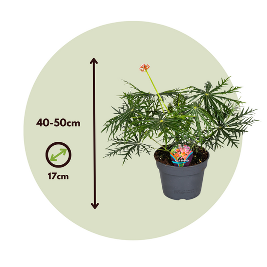 Coral Plant - 2 pcs. - Jatropha multifida - Height 40-50cm - ⌀17cm