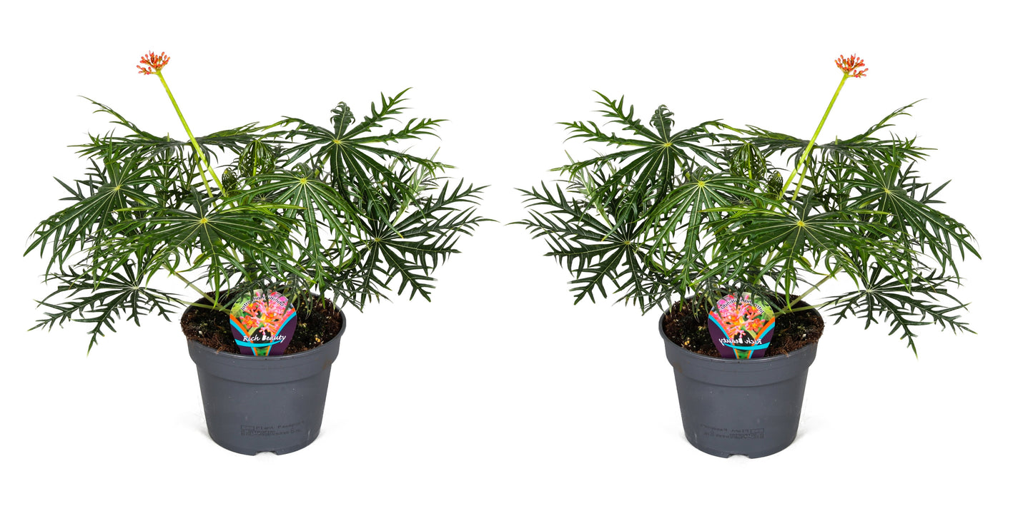 Coral Plant - 2 pcs. - Jatropha multifida - Height 40-50cm - ⌀17cm