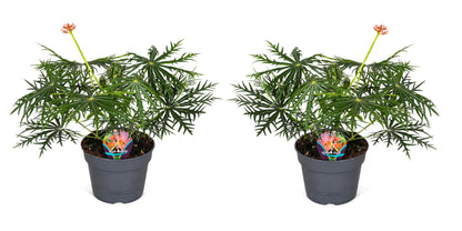 Coral Plant - 2 pcs. - Jatropha multifida - Height 40-50cm - ⌀17cm