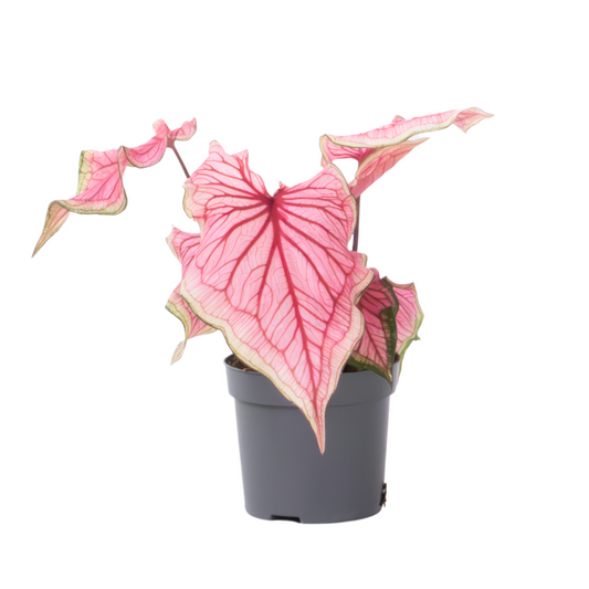 Angel Wings - Caladium 'Sweetheart' - Height 25-40cm - ⌀12cm