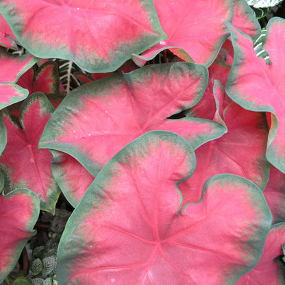 Angel Wings - 2 pcs. - Caladium 'Postman Joyner' - Height 25-40cm - ⌀12cm