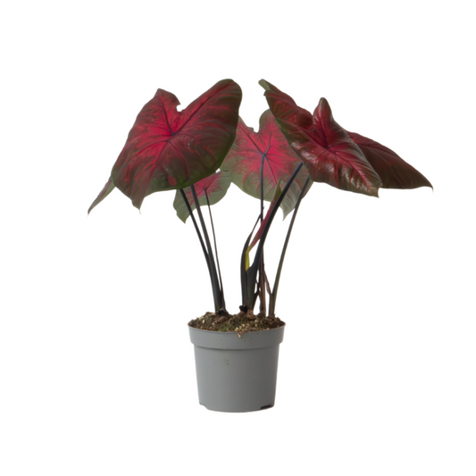 Angel Wings - Caladium 'Postman Joyner' - Height 25-40cm - ⌀12cm