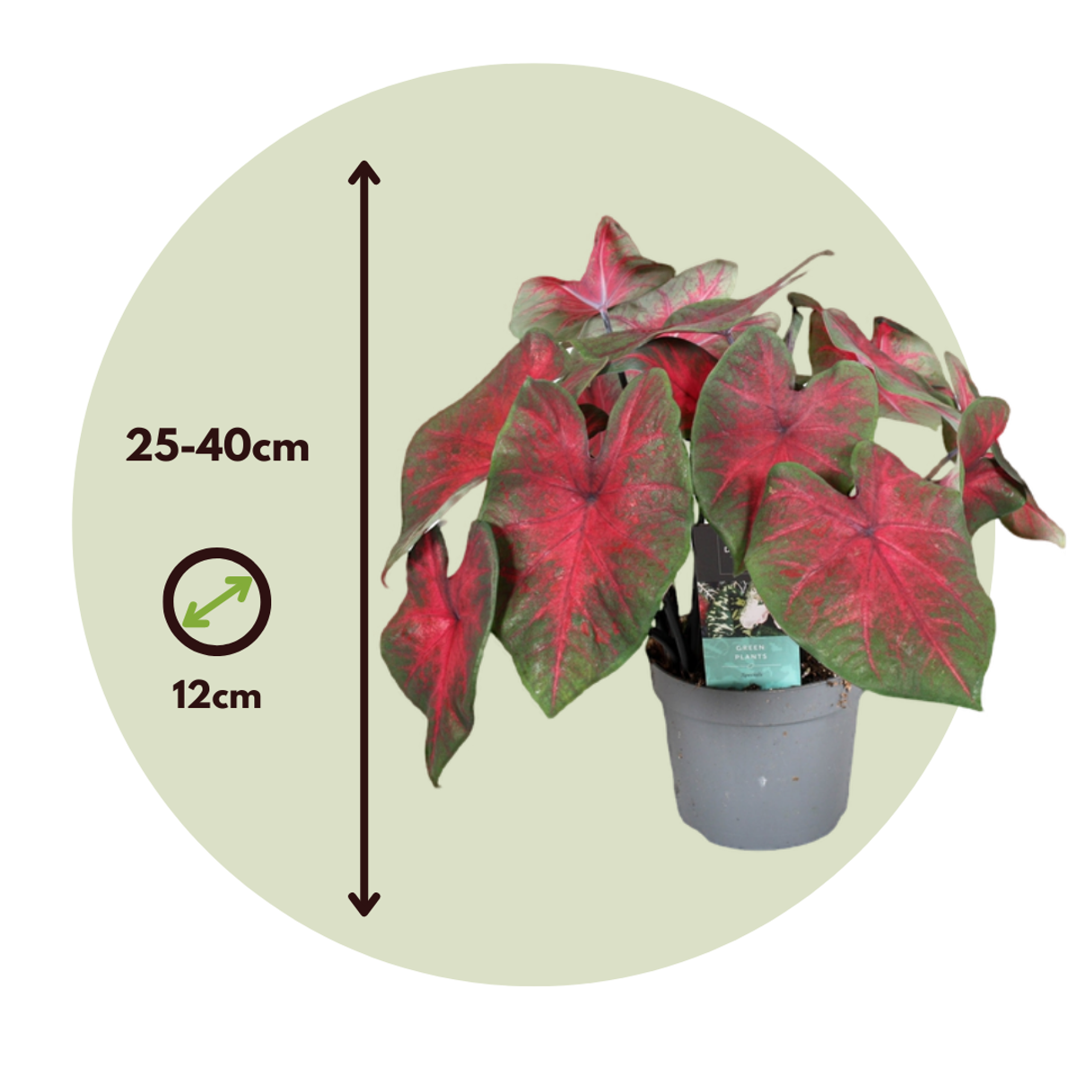 Angel Wings - 2 pcs. - Caladium 'Postman Joyner' - Height 25-40cm - ⌀12cm