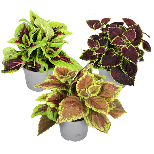 Coleus - 3 pcs. - Plectranthus scutellarioides - Height 25-40cm - ⌀13cm