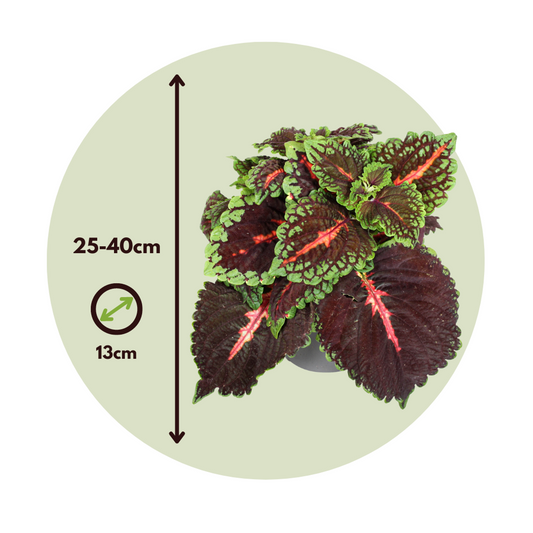 Coleus - 3 pcs. - Plectranthus scutellarioides - Height 25-40cm - ⌀13cm
