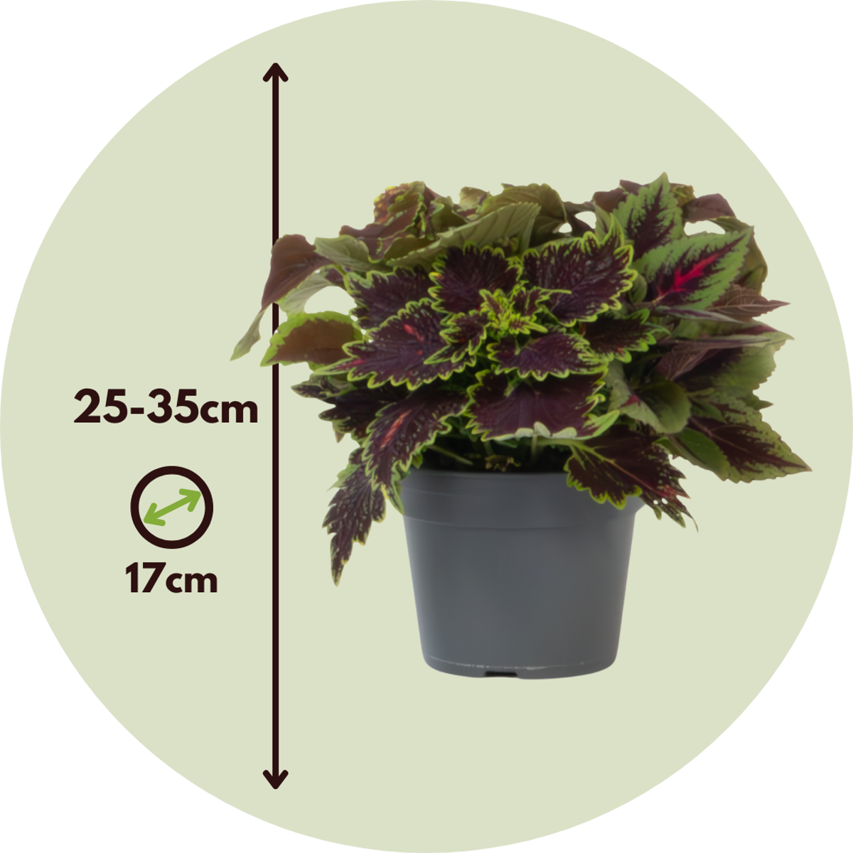 Coleus - Coleus scutellarioides - Height 25-35cm - ⌀17cm