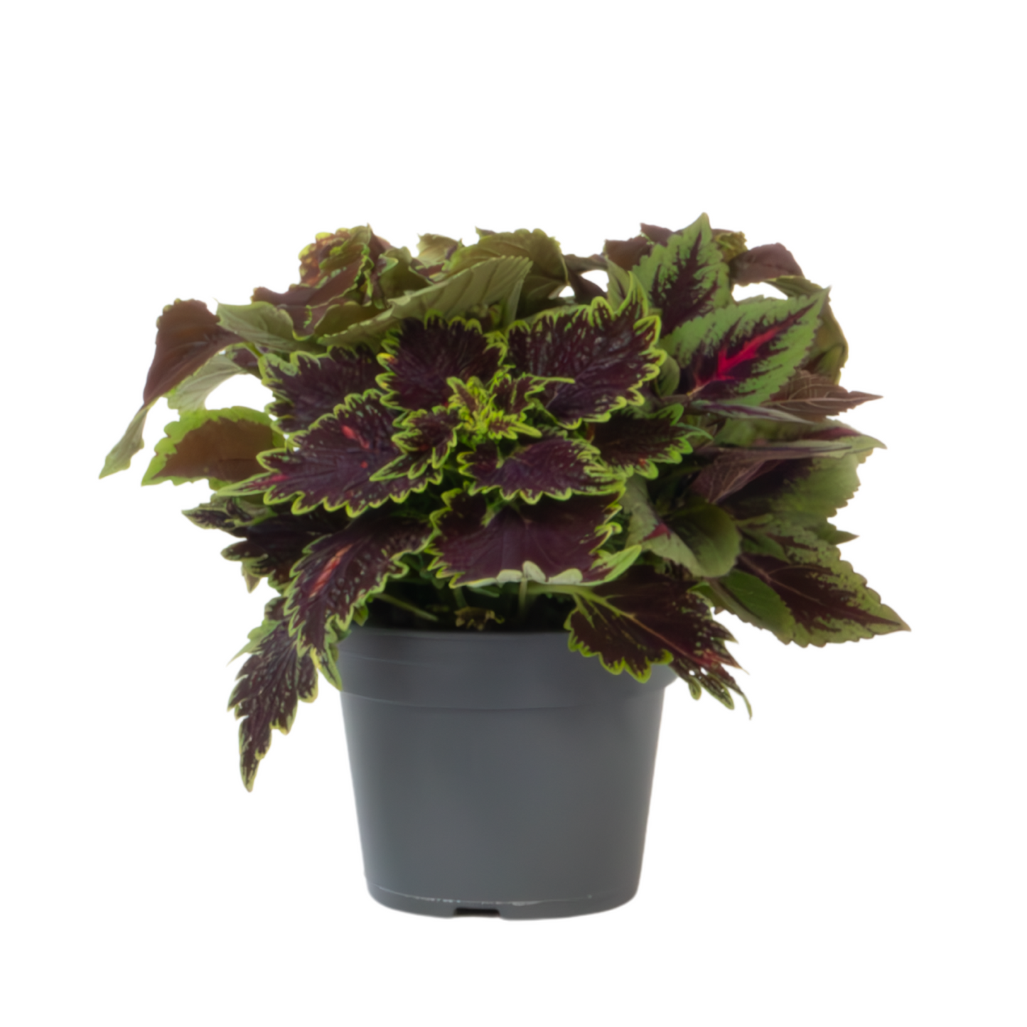 Coleus - Coleus scutellarioides - Height 25-35cm - ⌀17cm