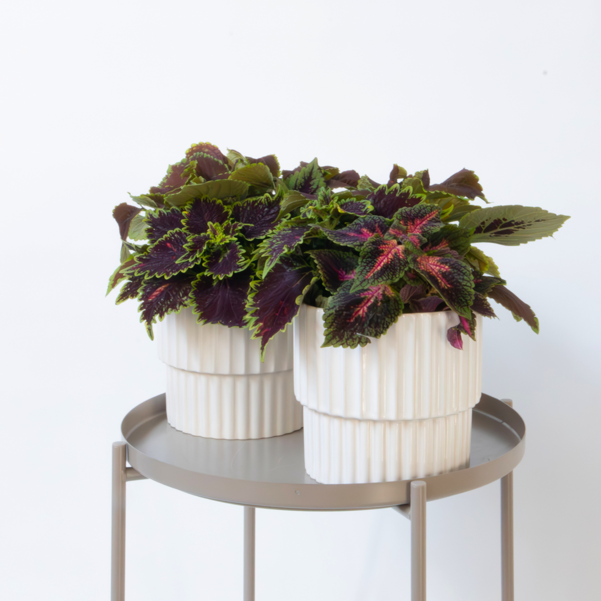 Coleus - 2 pcs - Coleus scutellarioides - Height 25-35cm - ⌀17cm
