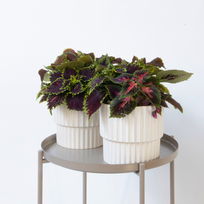 Coleus - 2 pcs - Coleus scutellarioides - Height 25-35cm - ⌀17cm