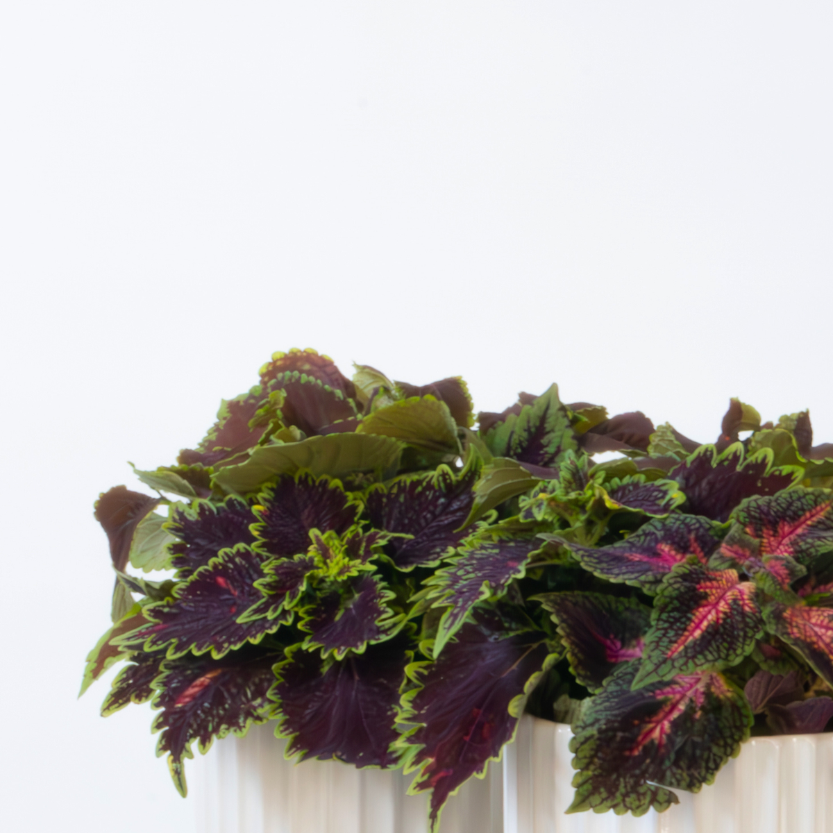 Coleus - 2 pcs - Coleus scutellarioides - Height 25-35cm - ⌀17cm
