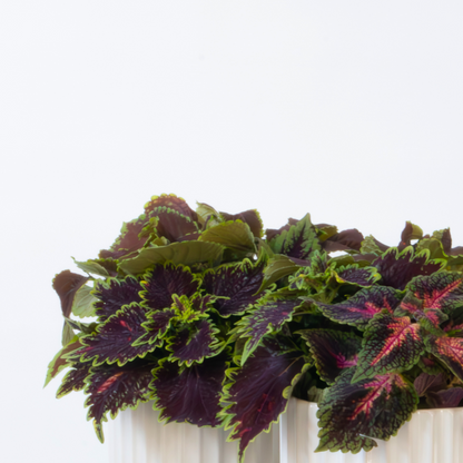 Coleus - 2 pcs - Coleus scutellarioides - Height 25-35cm - ⌀17cm