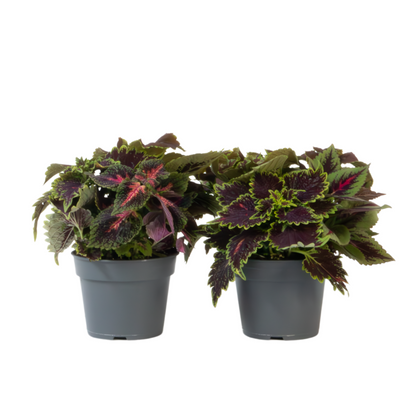Coleus - 2 pcs - Coleus scutellarioides - Height 25-35cm - ⌀17cm