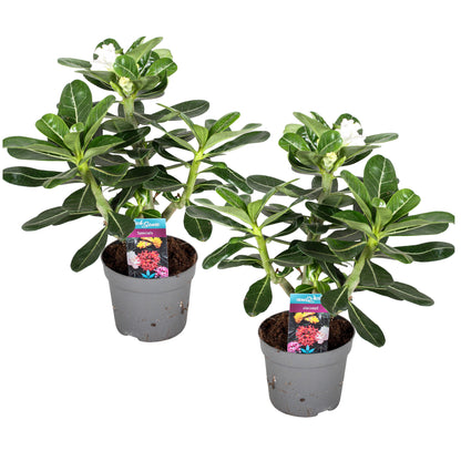 Desert rose - 2 pcs. - Adenium obesum - Height 30-40cm - ⌀13cm