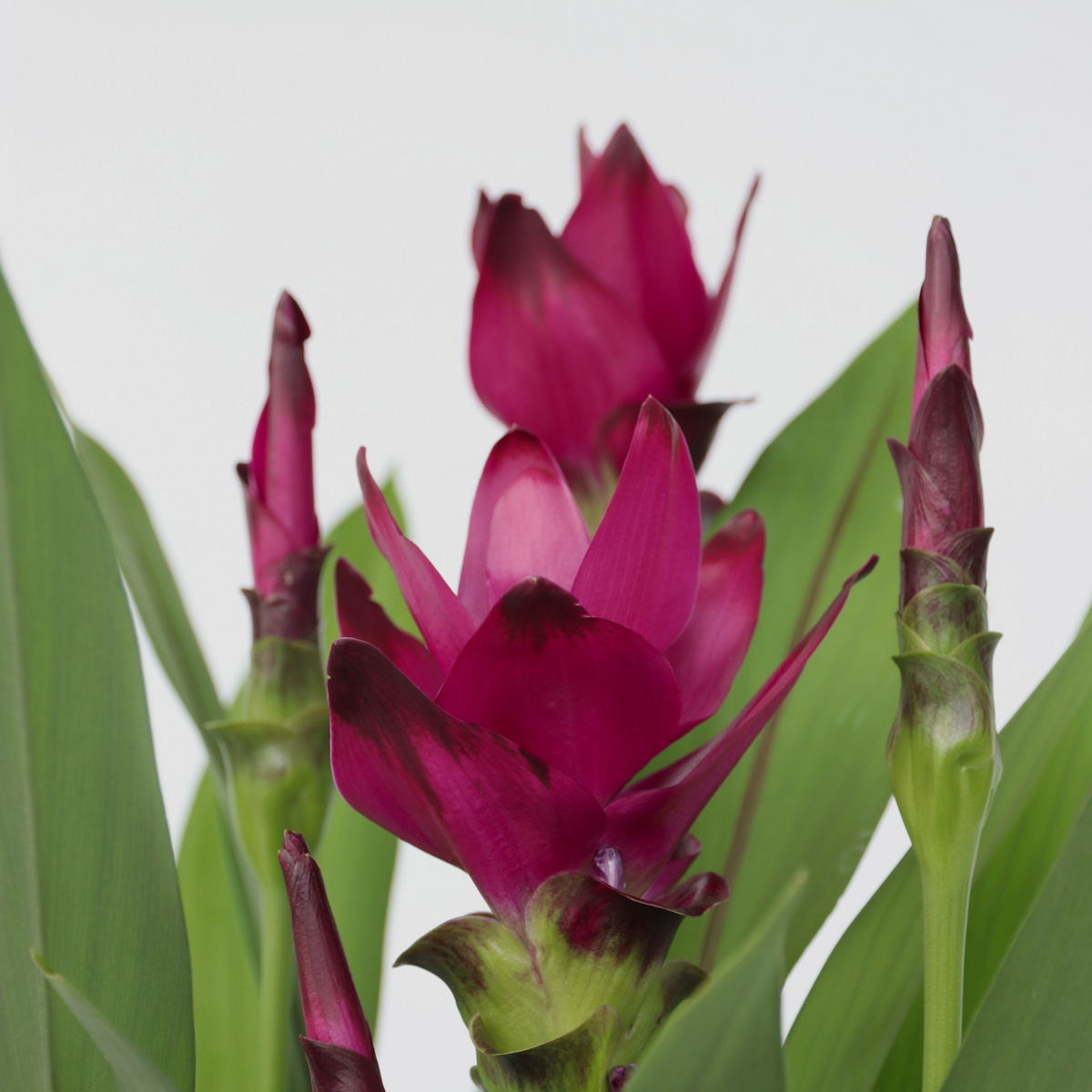 Thai Tulip - Curcuma alismatifolia - Height 70-90cm - ⌀19cm