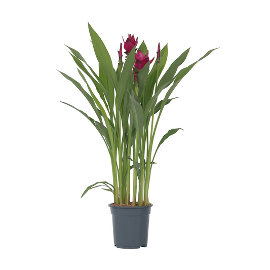 Thai Tulip - Curcuma alismatifolia - Height 70-90cm - ⌀19cm