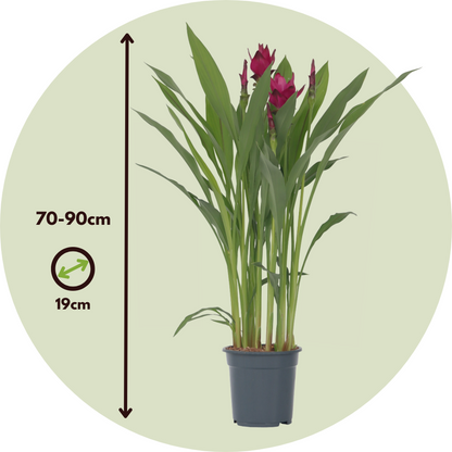 Thai Tulip - Curcuma alismatifolia - Height 70-90cm - ⌀19cm