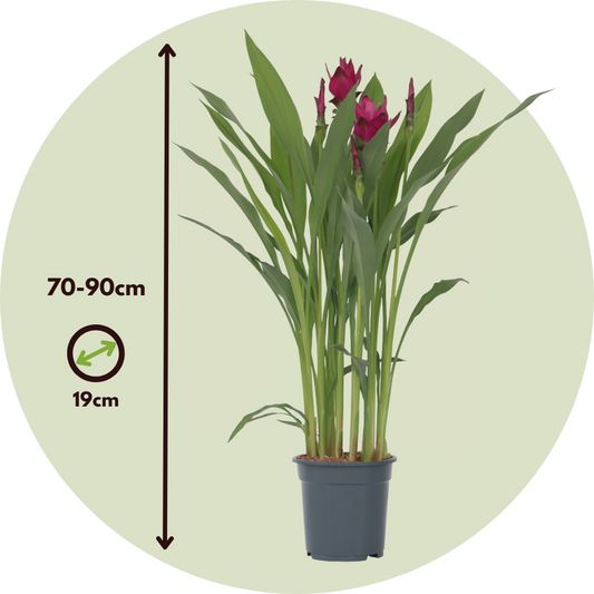 Thai Tulip - Curcuma alismatifolia - Height 70-90cm - ⌀19cm