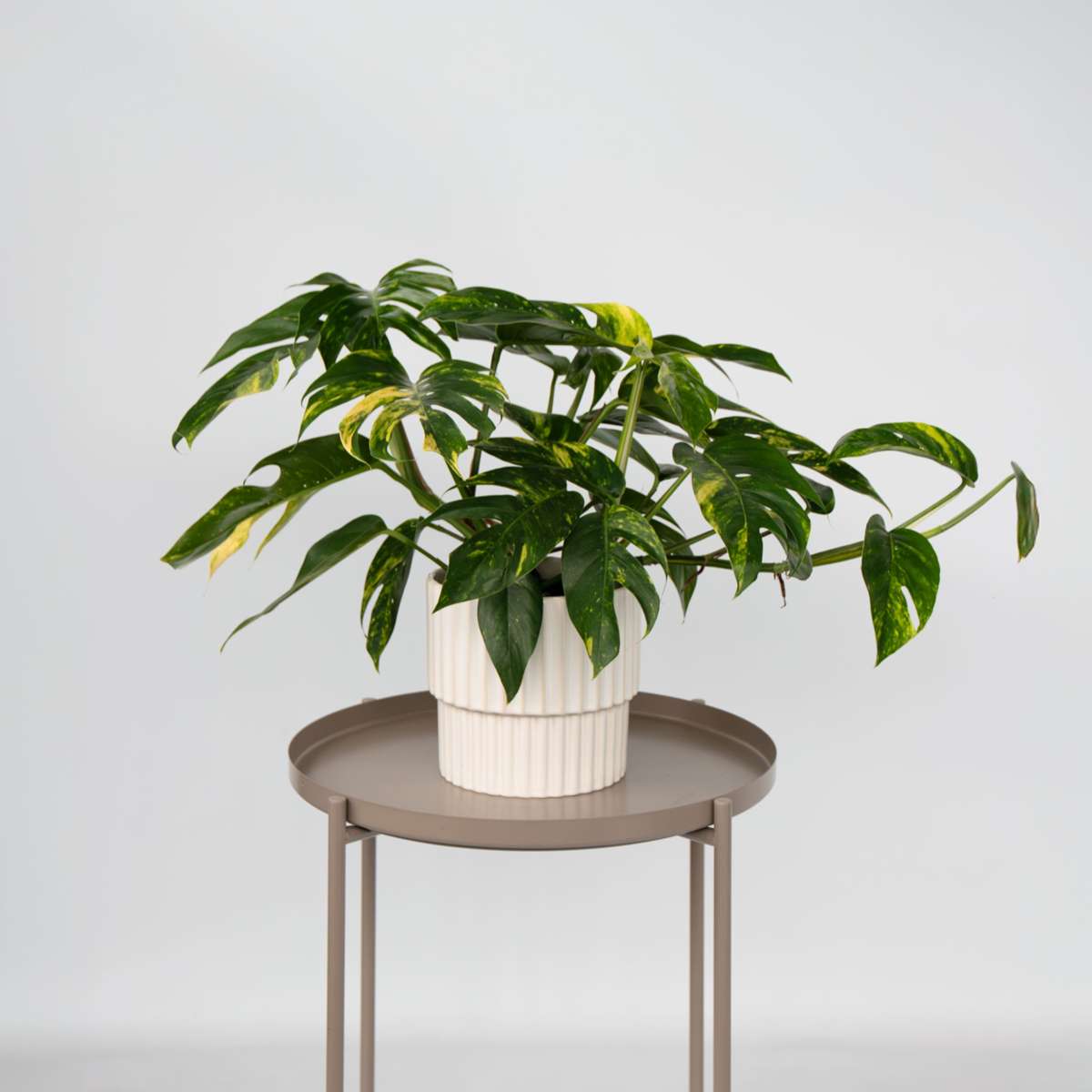 Dragon Tail Plant - Devils Ivy - Epipremnum pinnatum - Height 25-35cm - ø17cm