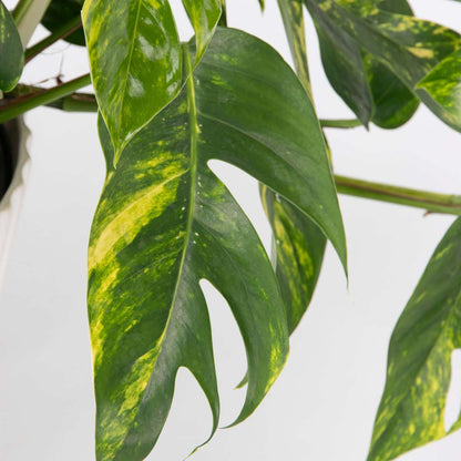 Dragon Tail Plant - Devils Ivy - Epipremnum pinnatum - Height 25-35cm - ø17cm