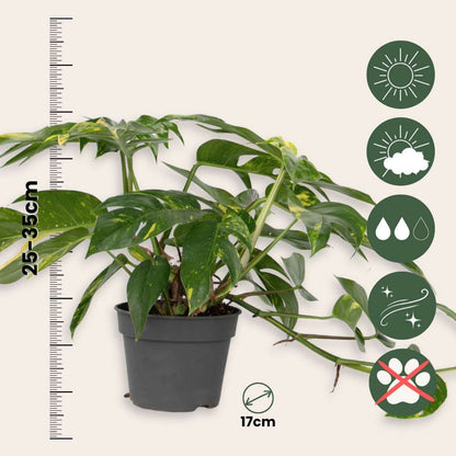 Dragon Tail Plant - Devils Ivy - Epipremnum pinnatum - Height 25-35cm - ø17cm