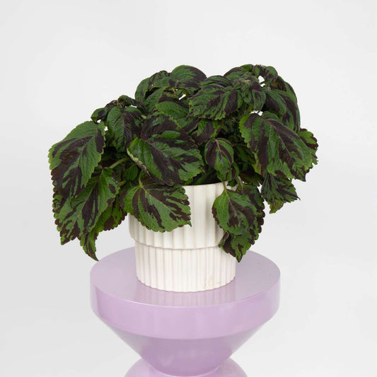 Coleus - Coleus Tiger - Height 25-35cm - ø17cm