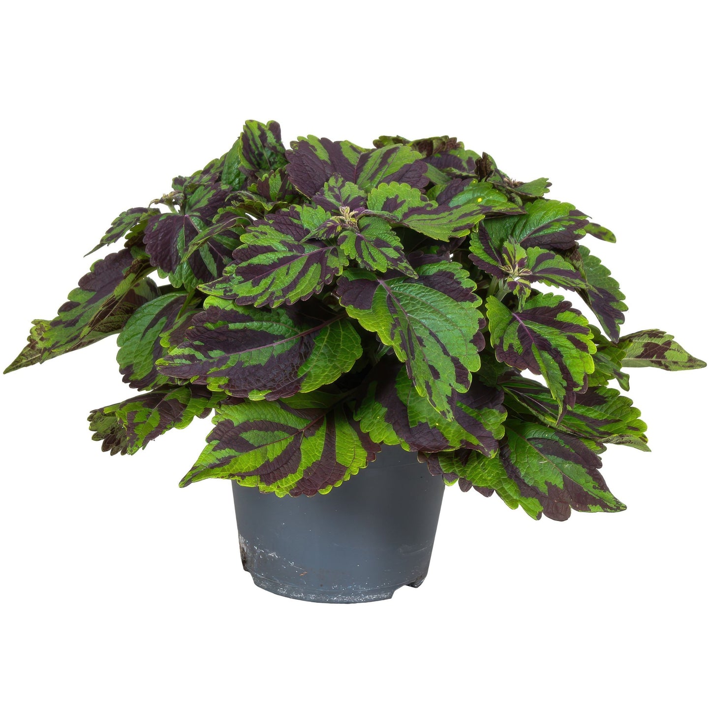 Coleus - Coleus Tiger - Height 25-35cm - ø17cm