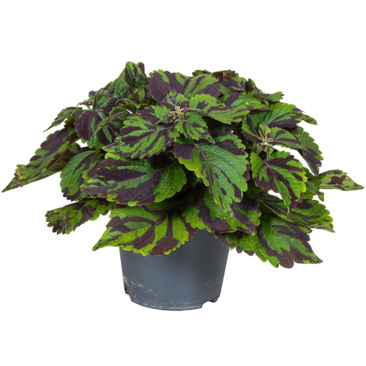 Coleus - Coleus Tiger - Height 25-35cm - ø17cm