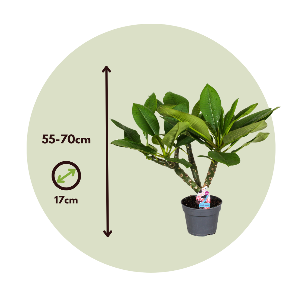 Frangipani white - Plumeria rubra - Height 55-70cm - ⌀17cm