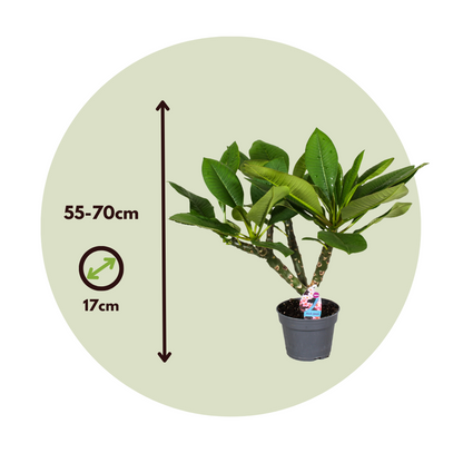 Frangipani white - Plumeria rubra - Height 55-70cm - ⌀17cm