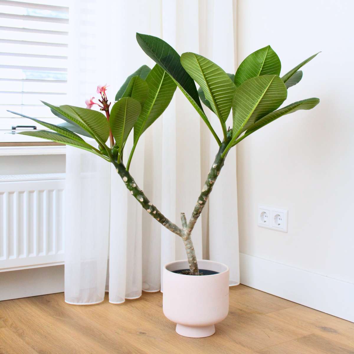 frangipani plant in pot Frangipani white - Plumeria rubra - Height 55-70cm